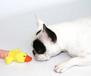 Brinquedo Animals Friends (Pato) - Image 4