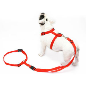 Harness Run - Image 2