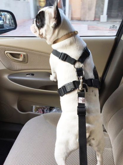 Cinto Segurança Safety Belt - Image 7