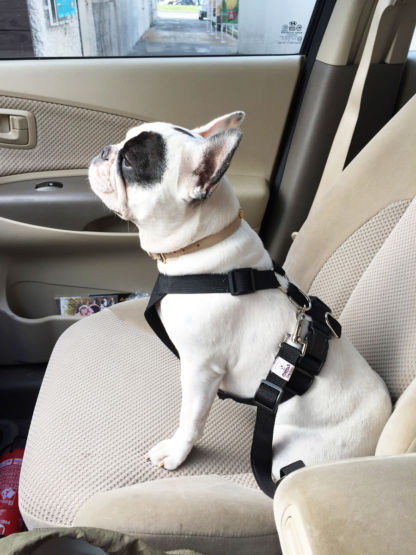 Cinto Segurança Safety Belt - Image 8