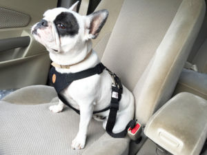 Cinto Segurança Safety Belt - Image 9