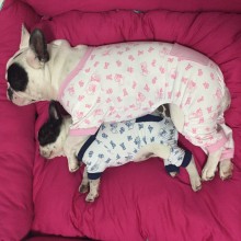 Pink Bear
