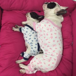 Pink Bear
